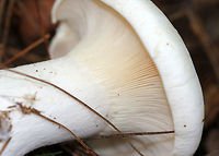 Foul Clitocybe - Clitocybe robusta All white mushroom that was approximately 6-7 cm tall. The gills had a slight yellow tint and ran down the stem a bit. The cap was dry and the margin was inrolled. Stem base was slightly enlarged. <br />
<br />
Habitat: Growing on the ground in a mixed forest - in an area dominated by conifers.<br />
https://www.jungledragon.com/image/72052/foul_clitocybe_-_clitocybe_robusta.html Clitocybe robusta,Geotagged,Summer,United States