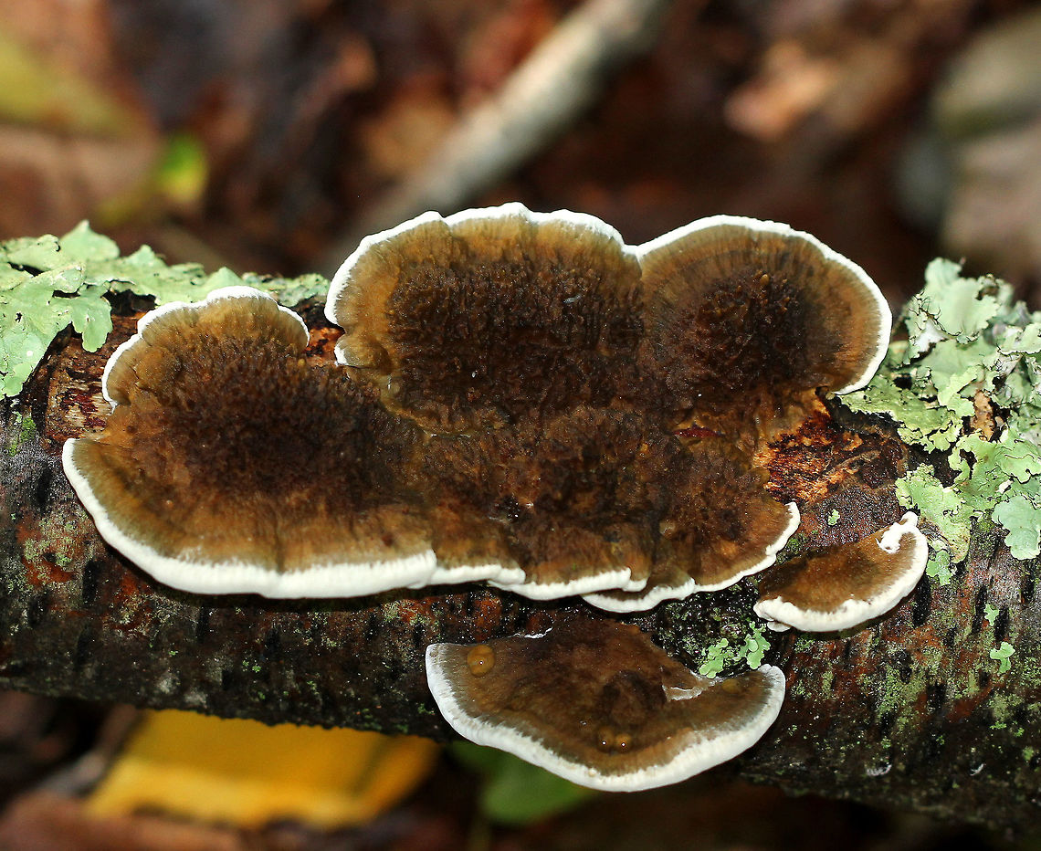 Thin Walled Maze Polypore - Daedaleopsis confragosa This species is highly variable in appearance. The specimens I found did not have clear zones of color on the cap. Rather, the upperside was brown and hairy with a white edge. The fruiting bodies were more or less flat and fan-shaped. The underside had beautiful white maze-like pores. Daedaleopsis,Daedaleopsis confragosa,Geotagged,Summer,Thin walled maze polypore,United States