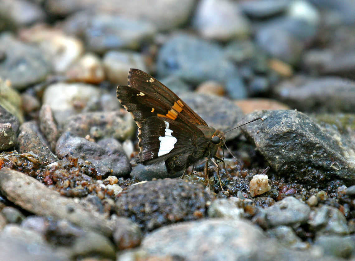 Silver-spotted Skipper - Epargyreus clarus Wings chocolate brown. Forewings have an irregular golden band below and smaller yellow areas above. Hindwings plain above except for white fringe; large, silvery-white irregular spot below. Epargyreus,Epargyreus clarus,Geotagged,Silver-spotted Skipper,Spring,United States,butterfly,skipper