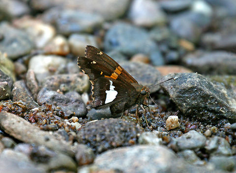 Silver-spotted Skipper - Epargyreus clarus Wings chocolate brown. Forewings have an irregular golden band below and smaller yellow areas above. Hindwings plain above except for white fringe; large, silvery-white irregular spot below. Epargyreus,Epargyreus clarus,Geotagged,Silver-spotted Skipper,Spring,United States,butterfly,skipper
