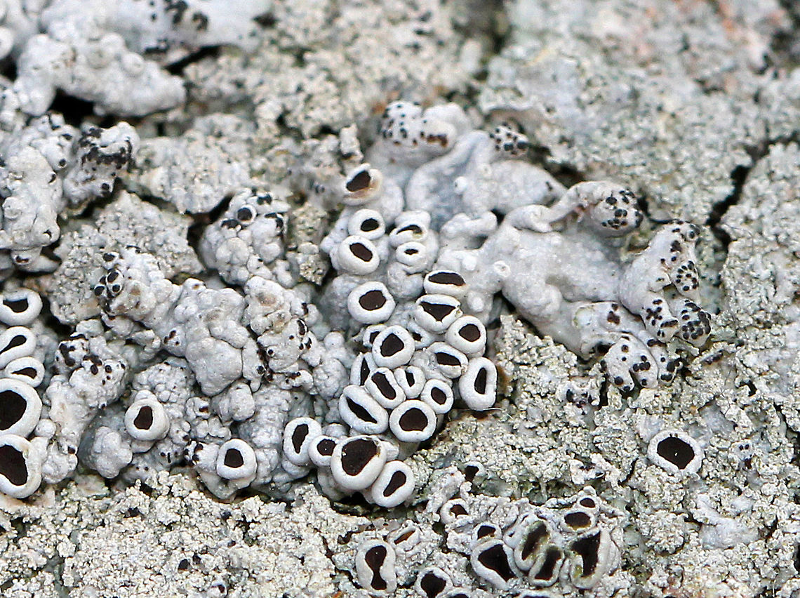 Starry Rosette Lichen - Physcia stellaris Tiny, foliose, gray lichen with black apothecia. The apothecia were 1 mm or less in diameter.<br />
<br />
Habitat: Growing on an old, wooden bench next to a pond. Geotagged,Physcia stellaris,Starry Rosette Lichen,United States,Winter,lichen,physica stellaris
