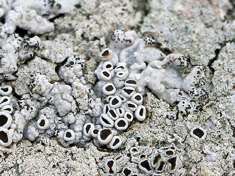 Starry Rosette Lichen - Physcia stellaris Tiny, foliose, gray lichen with black apothecia. The apothecia were 1 mm or less in diameter.

Habitat: Growing on an old, wooden bench next to a pond. Geotagged,Physcia stellaris,Starry Rosette Lichen,United States,Winter,lichen,physica stellaris