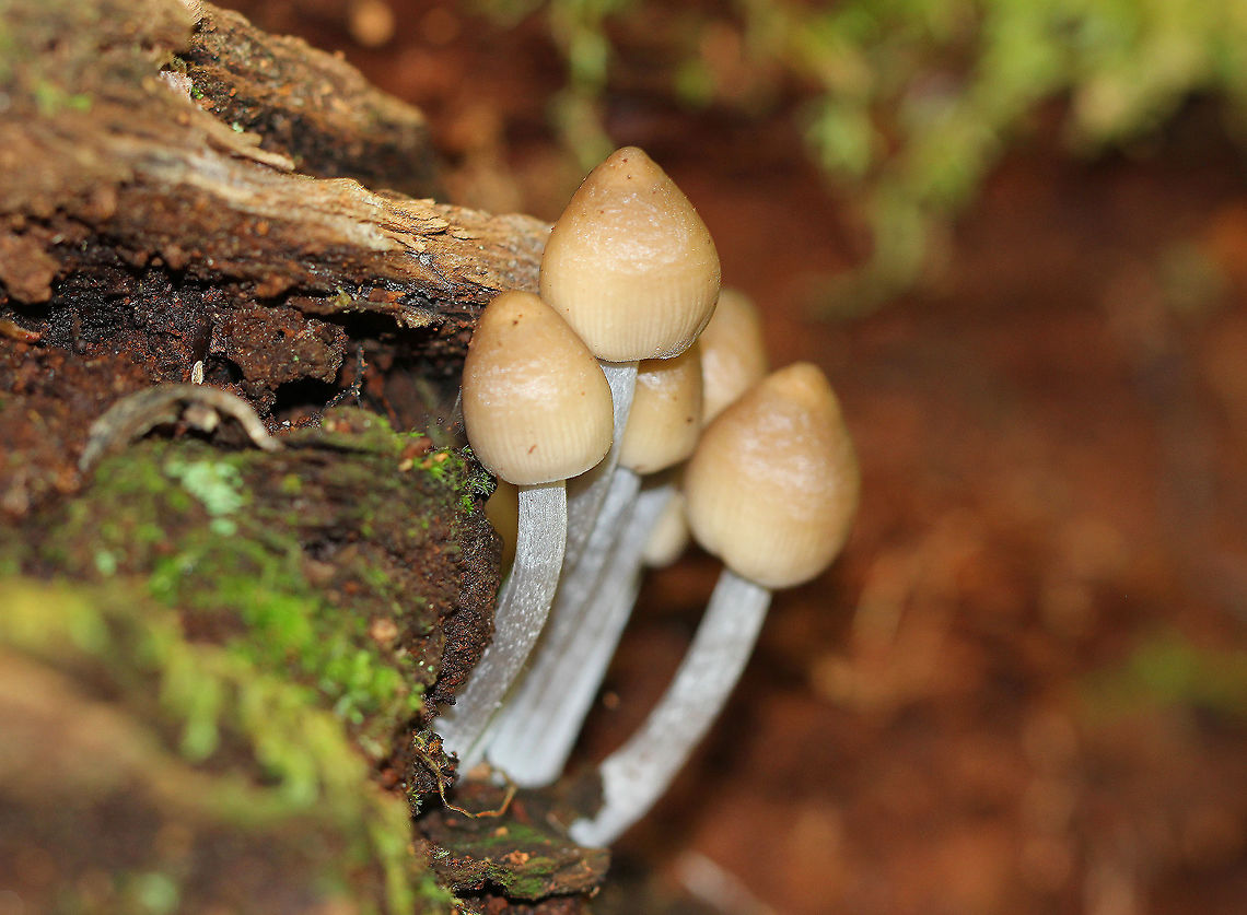 Mycenoid Mushrooms - Mycena sp. Small, fragile mushrooms growing in a cluster. Caps were tan with pointed centers. Gills were cream-colored. Stems were dingy gray.<br />
<br />
Habitat: Growing on rotting wood in a mixed forest. Geotagged,Mycenoid mushrooms,Summer,United States,fungus,mushroom,mushrooms,mycena