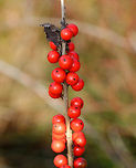 Winterberry - Ilex verticillata Shrub with a whorled arrangement of red fruits around the stem. The fruit persists throughout the winter.<br />
<br />
Habitat: Growing as a large thicket on the edge of a pond.<br />
<br />
Notes: The berries are an important food source for many birds, including the American Robin (Turdus migratorius).<br />
https://www.jungledragon.com/image/72059/winterberry_-_ilex_verticillata.html Fall,Geotagged,Ilex verticillata,United States,Winterberry,berries,ilex,red,red berries