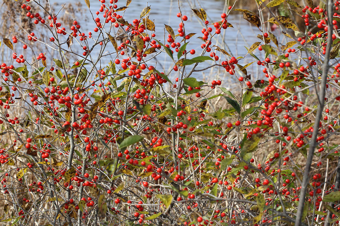 Winterberry - Ilex verticillata Shrub with a whorled arrangement of red fruits around the stem. The fruit persists throughout the winter.<br />
<br />
Habitat: Growing as a large thicket on the edge of a pond.<br />
<br />
Notes: The berries are an important food source for many birds, including the American Robin (Turdus migratorius).<br />
<figure class="photo"><a href="https://www.jungledragon.com/image/72058/winterberry_-_ilex_verticillata.html" title="Winterberry - Ilex verticillata"><img src="https://s3.amazonaws.com/media.jungledragon.com/images/3232/72058_thumb.jpg?AWSAccessKeyId=05GMT0V3GWVNE7GGM1R2&Expires=1759968010&Signature=5rN2n0bp4fVUEjwTM751MfntIF0%3D" width="124" height="152" alt="Winterberry - Ilex verticillata Shrub with a whorled arrangement of red fruits around the stem. The fruit persists throughout the winter.<br />
<br />
Habitat: Growing as a large thicket on the edge of a pond.<br />
<br />
Notes: The berries are an important food source for many birds, including the American Robin (Turdus migratorius).<br />
https://www.jungledragon.com/image/72059/winterberry_-_ilex_verticillata.html Fall,Geotagged,Ilex verticillata,United States,Winterberry,berries,ilex,red,red berries" /></a></figure> Fall,Geotagged,Ilex verticillata,United States,Winterberry