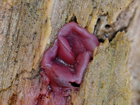 Purple Jellydisc - Ascocoryne sarcoides Beautiful reddish purple fruiting bodies that were 0.5-1.5 cm wide. Some were flat and disc-shaped, while others were cup-shaped.

Habitat: Growing on a very rotten log in a mixed forest.

Notes: This fungus contains the bioactive, antibiotic compound ascocorynin, which has been shown to inhibit the growth of several Gram-positive bacteria.
https://www.jungledragon.com/image/72061/purple_jellydisc_-_ascocoryne_sarcoides.html
 Ascocoryne,Ascocoryne sarcoides,Fall,Geotagged,Jelly Drops,Purple Jellydisc,United States,fungus