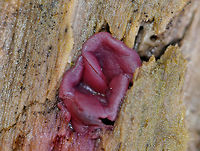 Purple Jellydisc - Ascocoryne sarcoides Beautiful reddish purple fruiting bodies that were 0.5-1.5 cm wide. Some were flat and disc-shaped, while others were cup-shaped.<br />
<br />
Habitat: Growing on a very rotten log in a mixed forest.<br />
<br />
Notes: This fungus contains the bioactive, antibiotic compound ascocorynin, which has been shown to inhibit the growth of several Gram-positive bacteria.<br />
https://www.jungledragon.com/image/72061/purple_jellydisc_-_ascocoryne_sarcoides.html<br />
 Ascocoryne,Ascocoryne sarcoides,Fall,Geotagged,Jelly Drops,Purple Jellydisc,United States,fungus