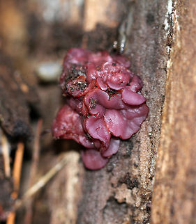 Purple Jellydisc - Ascocoryne sarcoides Beautiful reddish purple fruiting bodies that were 0.5-1.5 cm wide. Some were flat and disc-shaped, while others were cup-shaped.

Habitat: Growing on a very rotten log in a mixed forest.

Notes: This fungus contains the bioactive, antibiotic compound ascocorynin, which has been shown to inhibit the growth of several Gram-positive bacteria.
https://www.jungledragon.com/image/72060/purple_jellydisc_-_ascocoryne_sarcoides.html Ascocoryne sarcoides,Fall,Geotagged,Jelly Drops,United States