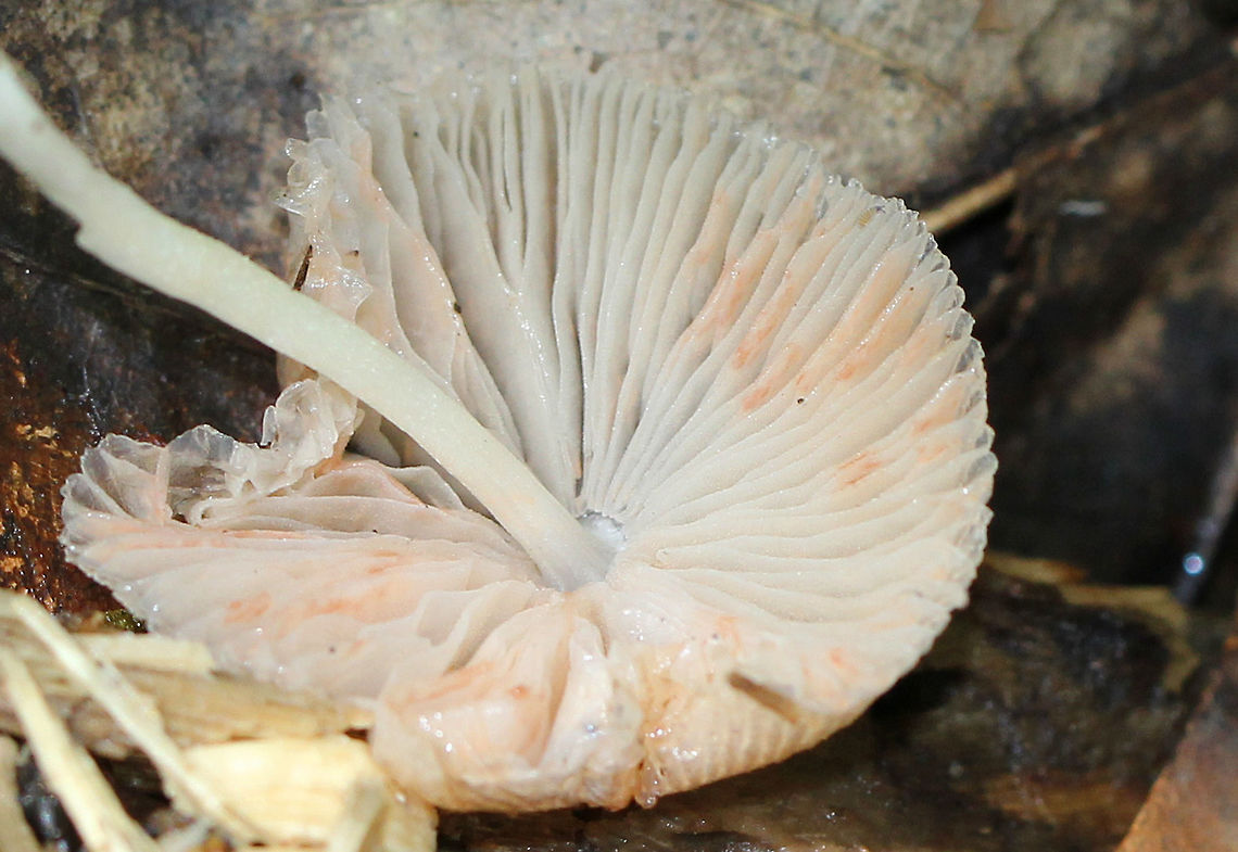 Pleated Pluteus - Pluteus longistriatus Convex to slightly bell-shaped caps that were 2-3 cm in diameter. Caps were light brown and radially fibrillose. Free, white gills with short gills present. Stems were about 3-4 cm long. Pink spore print.<br />
<figure class="photo"><a href="https://www.jungledragon.com/image/58565/pleated_pluteus_-_pluteus_longistriatus.html" title="Pleated Pluteus - Pluteus longistriatus"><img src="https://s3.amazonaws.com/media.jungledragon.com/images/3232/58565_thumb.jpg?AWSAccessKeyId=05GMT0V3GWVNE7GGM1R2&Expires=1759968010&Signature=LENHX4kKpb7R5JmHN1l0OtNuwWc%3D" width="200" height="150" alt="Pleated Pluteus - Pluteus longistriatus Convex to slightly bell-shaped caps that were 2-3 cm in diameter. Caps were light brown and radially fibrillose. Free, white gills with short gills present. Stems were about 3-4 cm long. Pink spore print. <br />
https://www.jungledragon.com/image/72062/pleated_pluteus_-_pluteus_longistriatus.html Geotagged,Pleated Pluteus,Pluteus,Pluteus longistriatus,Summer,United States,fungus,mushroom" /></a></figure> Geotagged,Pleated Pluteus,Pluteus longistriatus,Summer,United States,mushroom,pluteus