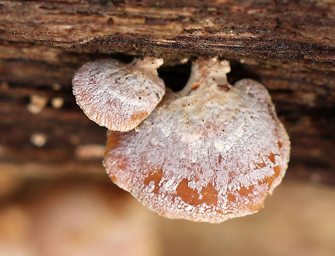 Bitter Oyster - Panellus stipticus Pink caps with some zonation and white fuzz. Cross gills and short gills were present
https://www.jungledragon.com/image/58562/bitter_oyster.html
https://www.jungledragon.com/image/72064/bitter_oyster_-_panellus_stipticus.html Bitter oyster,Geotagged,Panellus stipticus,United States,Winter