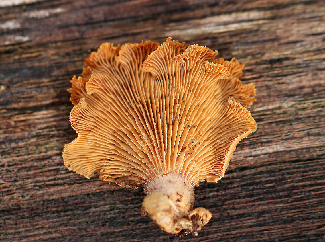 Bitter Oyster - Panellus stipticus Pink caps with some zonation and white fuzz. Cross gills and short gills were present.<br />
<figure class="photo"><a href="https://www.jungledragon.com/image/72063/bitter_oyster_-_panellus_stipticus.html" title="Bitter Oyster - Panellus stipticus"><img src="https://s3.amazonaws.com/media.jungledragon.com/images/3232/72063_thumb.jpg?AWSAccessKeyId=05GMT0V3GWVNE7GGM1R2&Expires=1759968010&Signature=oTm3D3wMCMiIRoh1pIOJzxpElt8%3D" width="200" height="154" alt="Bitter Oyster - Panellus stipticus Pink caps with some zonation and white fuzz. Cross gills and short gills were present<br />
https://www.jungledragon.com/image/58562/bitter_oyster.html<br />
https://www.jungledragon.com/image/72064/bitter_oyster_-_panellus_stipticus.html Bitter oyster,Geotagged,Panellus stipticus,United States,Winter" /></a></figure><br />
<figure class="photo"><a href="https://www.jungledragon.com/image/58562/bitter_oyster_-_panellus_stipticus.html" title="Bitter Oyster - Panellus stipticus"><img src="https://s3.amazonaws.com/media.jungledragon.com/images/3232/58562_thumb.jpg?AWSAccessKeyId=05GMT0V3GWVNE7GGM1R2&Expires=1759968010&Signature=xx95%2FOzHKIcP6m5BmoqG4L9ct3c%3D" width="200" height="148" alt="Bitter Oyster - Panellus stipticus Pink caps with some zonation and white fuzz. Cross gills and short gills were present. <br />
https://www.jungledragon.com/image/72063/bitter_oyster_-_panellus_stipticus.html<br />
https://www.jungledragon.com/image/72064/bitter_oyster_-_panellus_stipticus.html Bitter Oyster,Bitter oyster,Geotagged,Panellus stipticus,United States,Winter,fungi,fungus,mushrooms" /></a></figure> Bitter oyster,Geotagged,Panellus stipticus,United States,Winter
