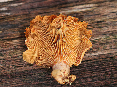 Bitter Oyster - Panellus stipticus Pink caps with some zonation and white fuzz. Cross gills and short gills were present.
https://www.jungledragon.com/image/72063/bitter_oyster_-_panellus_stipticus.html
https://www.jungledragon.com/image/58562/bitter_oyster.html Bitter oyster,Geotagged,Panellus stipticus,United States,Winter