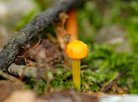 Golden Waxy Cap - Hygrocybe flavescens Convex caps that were bright yellowish orange. Pale yellow, widely-spaced gills with short gills frequent. Gills were attached to the stem. The stem was yellow, dry (but, slightly greasy), and fragile. They were approximately 5 cm tall.

Habitat: Growing on the ground near tree roots in a mixed forest. Geotagged,Golden Waxy Cap,Hygrocybe flavescens,Summer,United States,mushroom,waxy cap