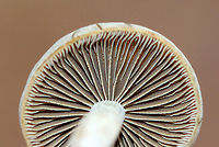 Simocybe Mushroom - Simocybe sp. It had a very velvety, dry, convex cap that had a pale center and brown marginal area. Tan gills and cream colored stipe. The cap was about 2.5 cm.<br />
<br />
Habitat: Growing on the ground at the base of a tree in a deciduous forest.<br />
https://www.jungledragon.com/image/58576/simocybe_mushroom_-_simocybe_sp.html Fall,Geotagged,United States,mushroom,simocybe