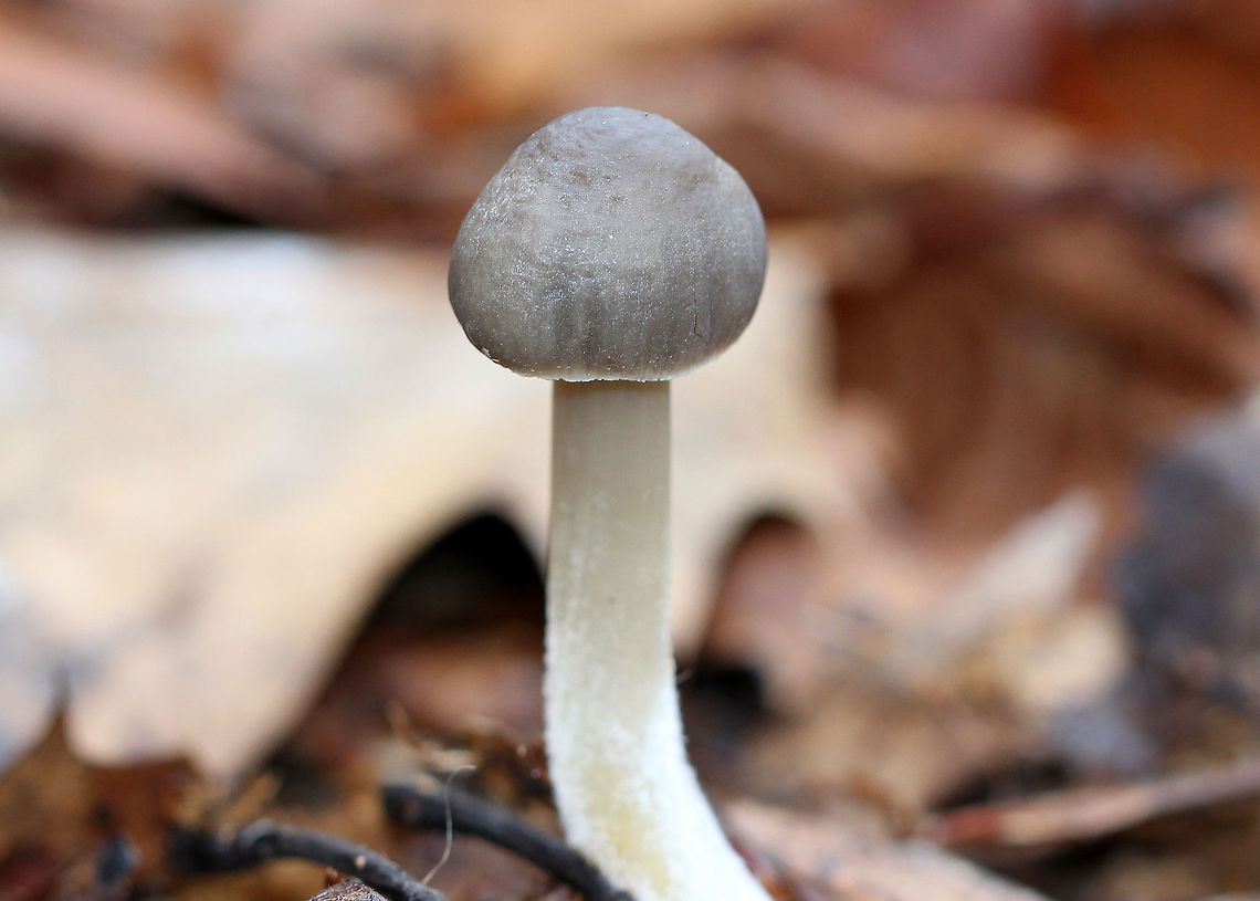 Bonnet Mushroom - Mycena sp. Small gray cap with white stem and cream-colored gills. 5-7 cm tall.<br />
<br />
Habitat: Growing on leaf litter in a deciduous forest. Fall,Geotagged,United States,bonnet mushroom,mushroom,mycena