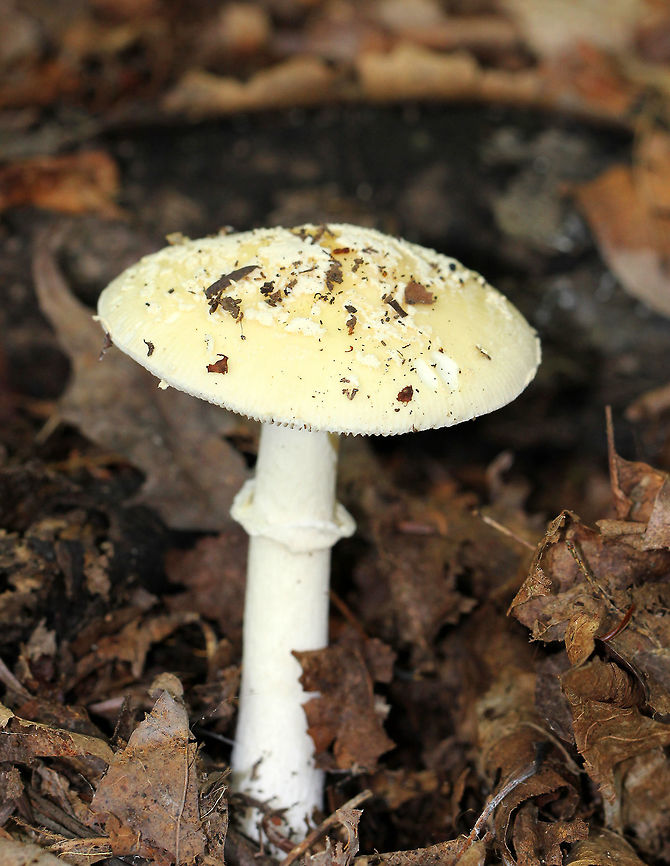 Funnel-veil Amanita - Amanita velatipes Flat, creamy-yellow cap with white warts and a striate margin. White gills that were attached to the stipe. Gills were crowded with frequent short-gills. White stipe with an inverted funnel annulus. The stipe was shaggy below the ring, and smooth above it.<br />
<br />
Habitat: Growing on the ground in a deciduous forest. Amanita,Amanita velatipes,Funnel-veil Amanita,Geotagged,Summer,United States,mushroom