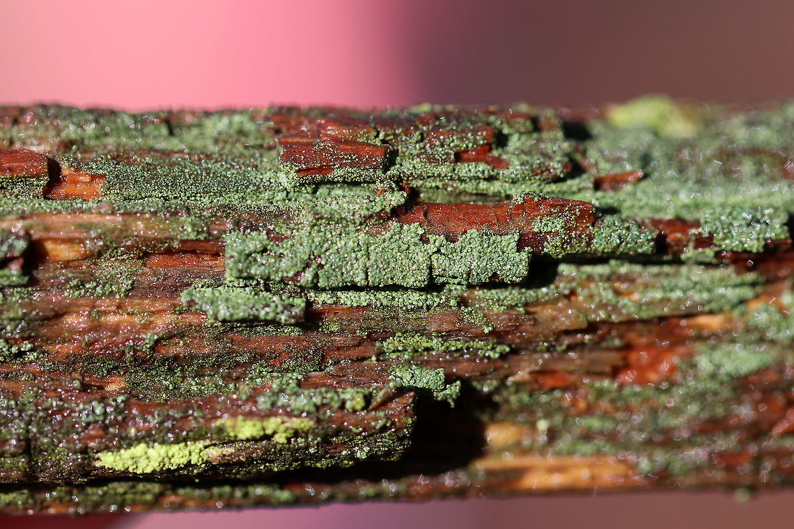 Trapeliopsis flexuosa Tiny, green lichen on rotting wood.<br />
<br />
Habitat: It was covering a small, rotting stick in a swampy, mixed forest with lots of oak, pine, and hemlock.<br />
<figure class="photo"><a href="https://www.jungledragon.com/image/58573/trapeliopsis_flexuosa.html" title="Trapeliopsis Flexuosa"><img src="https://s3.amazonaws.com/media.jungledragon.com/images/3232/58573_thumb.jpg?AWSAccessKeyId=05GMT0V3GWVNE7GGM1R2&Expires=1759968010&Signature=XObJRpNh0b5xhpquDusmwL6nwsE%3D" width="200" height="152" alt="Trapeliopsis Flexuosa Tiny, green lichen on rotting wood. <br />
https://www.jungledragon.com/image/72127/trapeliopsis_flexuosa.html Geotagged,Trapeliopsis,Trapeliopsis Flexuosa,Trapeliopsis flexuosa,United States,Winter,lichen" /></a></figure> Geotagged,Trapeliopsis,Trapeliopsis flexuosa,United States,Winter,lichen