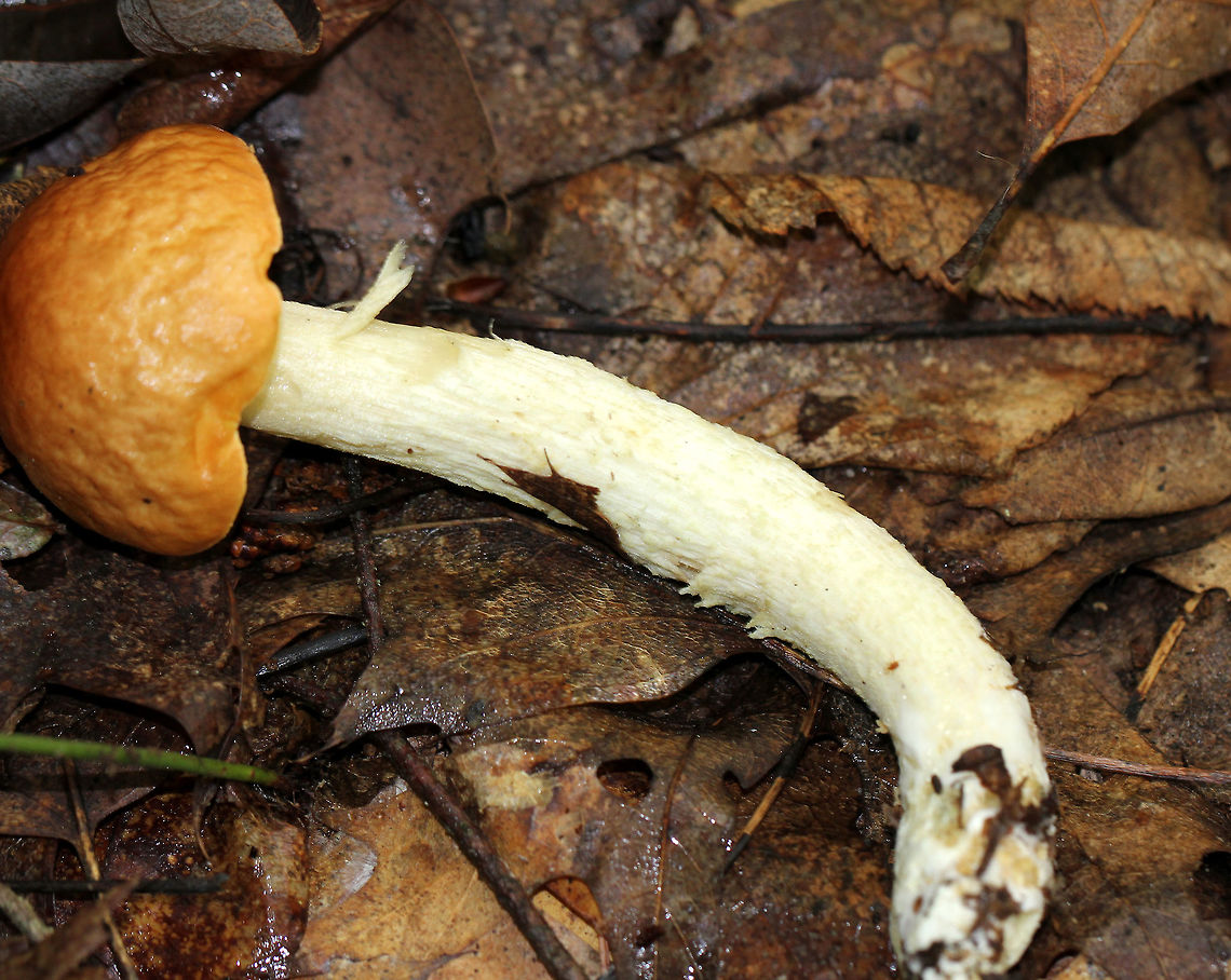 Leccinum Longicurvipes Mushroom Orange-brown cap, tight cream-colored pores. <br />
<br />
Habitat: Growing on the ground in a mostly deciduous forest. Geotagged,Leccinum Longicurvipes,Leccinum longicurvipes,Summer,United States