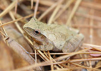 Northern Spring Peeper - Pseudacris c. crucifer This frog had very light tan skin with slightly darker markings, including a distinctive X-shaped mark on its back. They can darken or lighten their skin color to better camouflage themselves in only a few minutes. This one was about 2 cm long. We gently handled this frog as part of a homeschool science lesson.<br />
<br />
Habitat: Spotted in a mixed forest. It was next to a log, where it was harassing a marbled salamander (it kept jumping on/over it).<br />
<br />
Notes: They are able to survive being frozen because their bodies produce a natural anti-freeze, which protects them during the frigid winter months<br />
https://www.jungledragon.com/image/72131/northern_spring_peeper_-_pseudacris_c._crucifer.html<br />
https://www.jungledragon.com/image/72130/northern_spring_peeper_-_pseudacris_c._crucifer.html Fall,Geotagged,Pseudacris c. crucifer,Pseudacris crucifer,Spring peeper,United States,frog,northern spring peeper