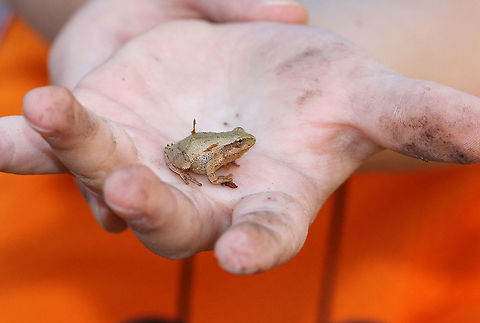 Northern Spring Peeper - Pseudacris c. crucifer This frog had very light tan skin with slightly darker markings, including a distinctive X-shaped mark on its back. They can darken or lighten their skin color to better camouflage themselves in only a few minutes. This one was about 2 cm long. We gently handled this frog as part of a homeschool science lesson.

Habitat: Spotted in a mixed forest. It was next to a log, where it was harassing a marbled salamander (it kept jumping on/over it).

Notes: They are able to survive being frozen because their bodies produce a natural anti-freeze, which protects them during the frigid winter months
https://www.jungledragon.com/image/72131/northern_spring_peeper_-_pseudacris_c._crucifer.html
https://www.jungledragon.com/image/72129/northern_spring_peeper_-_pseudacris_c._crucifer.html Fall,Geotagged,Pseudacris crucifer,Spring peeper,United States