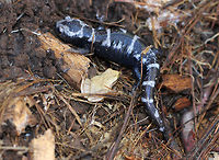 Northern Spring Peeper - Pseudacris c. crucifer This frog had very light tan skin with slightly darker markings, including a distinctive X-shaped mark on its back. They can darken or lighten their skin color to better camouflage themselves in only a few minutes. This one was about 2 cm long. We gently handled this frog as part of a homeschool science lesson.<br />
<br />
Habitat: Spotted in a mixed forest. It was next to a log, where it was harassing a marbled salamander (it kept jumping on/over it).<br />
<br />
Notes: They are able to survive being frozen because their bodies produce a natural anti-freeze, which protects them during the frigid winter months<br />
https://www.jungledragon.com/image/72130/northern_spring_peeper_-_pseudacris_c._crucifer.html<br />
https://www.jungledragon.com/image/72129/northern_spring_peeper_-_pseudacris_c._crucifer.html Fall,Geotagged,Pseudacris crucifer,Spring peeper,United States