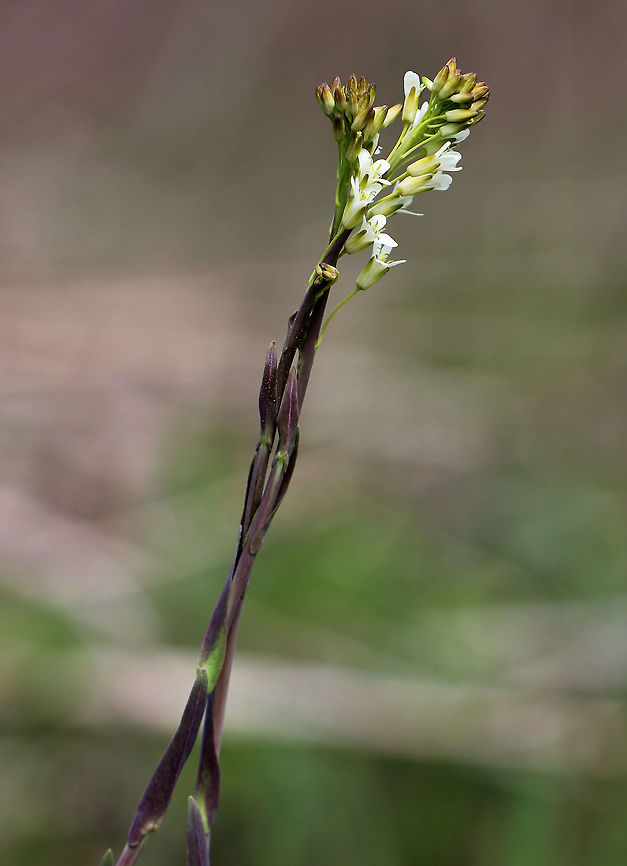 Rockcress - Arabis sp. Tall stem with a cluster of small, white, four-petaled flowers on the top.<br />
<figure class="photo"><a href="https://www.jungledragon.com/image/58575/rockcress_-_arabis_sp.html" title="Rockcress - Arabis sp."><img src="https://s3.amazonaws.com/media.jungledragon.com/images/3232/58575_thumb.jpg?AWSAccessKeyId=05GMT0V3GWVNE7GGM1R2&Expires=1763596810&Signature=wEOh3nD%2FshV9t7dqpqNQLJYWKpQ%3D" width="114" height="152" alt="Rockcress - Arabis sp. Tall stem with a cluster of small, white, four-petaled flowers on the top.<br />
https://www.jungledragon.com/image/72132/rockcress_-_arabis_sp.html Arabis,Geotagged,Rockcress,Spring,United States,flower,white,white flowers,wildflower" /></a></figure> Arabis,Geotagged,Rockcress,Spring,United States
