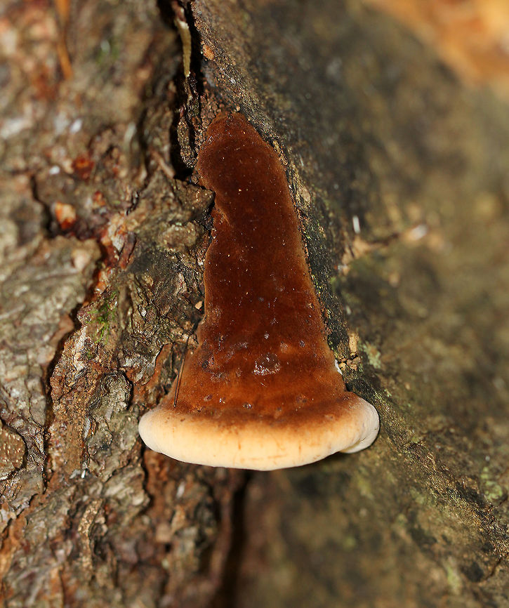 Resinous Polypore - Ischnoderma resinosum Velvety, Cinnamon brown fruiting bodies. They were very soft and spongy, but tough. The flesh exudes a red liquid when young. Pores were white. Sizes ranged from 4-15 cm wide.<br />
<br />
Habitat: Growing on a snag in a mixed forest.<br />
<figure class="photo"><a href="https://www.jungledragon.com/image/72134/resinous_polypore_-_ischnoderma_resinosum.html" title="Resinous Polypore - Ischnoderma resinosum"><img src="https://s3.amazonaws.com/media.jungledragon.com/images/3232/72134_thumb.jpg?AWSAccessKeyId=05GMT0V3GWVNE7GGM1R2&Expires=1759968010&Signature=bglhsneYAxXno3MMOaV3zUJKDLs%3D" width="200" height="140" alt="Resinous Polypore - Ischnoderma resinosum Velvety, Cinnamon brown fruiting bodies. They were very soft and spongy, but tough. The flesh exudes a red liquid when young. Pores were white. Sizes ranged from 4-15 cm wide.<br />
<br />
Habitat: Growing on a snag in a mixed forest.<br />
https://www.jungledragon.com/image/72133/resinous_polypore_-_ischnoderma_resinosum.html Geotagged,Ischnoderma resinosum,Late fall polypore,Summer,United States" /></a></figure> Geotagged,Ischnoderma resinosum,Late fall polypore,Resinous Polypore,Summer,United States,polypore