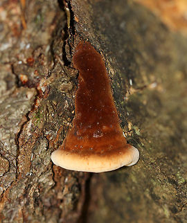 Resinous Polypore - Ischnoderma resinosum Velvety, Cinnamon brown fruiting bodies. They were very soft and spongy, but tough. The flesh exudes a red liquid when young. Pores were white. Sizes ranged from 4-15 cm wide.

Habitat: Growing on a snag in a mixed forest.
https://www.jungledragon.com/image/72134/resinous_polypore_-_ischnoderma_resinosum.html Geotagged,Ischnoderma resinosum,Late fall polypore,Resinous Polypore,Summer,United States,polypore