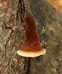 Resinous Polypore - Ischnoderma resinosum Velvety, Cinnamon brown fruiting bodies. They were very soft and spongy, but tough. The flesh exudes a red liquid when young. Pores were white. Sizes ranged from 4-15 cm wide.<br />
<br />
Habitat: Growing on a snag in a mixed forest.<br />
https://www.jungledragon.com/image/72134/resinous_polypore_-_ischnoderma_resinosum.html Geotagged,Ischnoderma resinosum,Late fall polypore,Resinous Polypore,Summer,United States,polypore