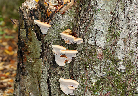 Resinous Polypore - Ischnoderma resinosum Velvety, Cinnamon brown fruiting bodies. They were very soft and spongy, but tough. The flesh exudes a red liquid when young. Pores were white. Sizes ranged from 4-15 cm wide.

Habitat: Growing on a snag in a mixed forest.
https://www.jungledragon.com/image/72133/resinous_polypore_-_ischnoderma_resinosum.html Geotagged,Ischnoderma resinosum,Late fall polypore,Summer,United States