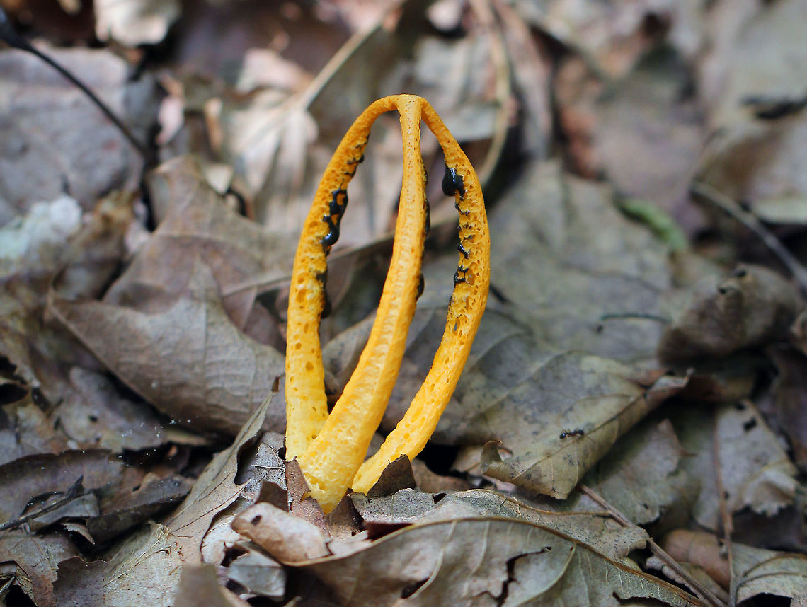 Stinky Squid - Pseudocolus fusiformis Orange fruiting body that consisted of 3 tapering arms that were fused at the tips. Volva was gray-white. The gleba covered the inner parts of the arms and was greenish black and slimy.<br />
<br />
Habitat: Spotted growing on the ground in a deciduous forest.<br />
<br />
Notes: The potent odor of the gleba attracts insects, which help to disperse the spores. Geotagged,Pseudocolus fusiformis,Stinky squid,Summer,United States