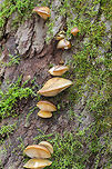 Late Fall Oysters - Sarcomyxa serotina Dry, tan caps with pale yellow gills and short, stub-like stems. The caps ranged in size from 3-6 cm wide, and they were fan-shaped with incurved margins. The gills were attached and were descending the stem.<br />
<br />
Habitat: Growing high up on a snag in a mixed forest.<br />
https://www.jungledragon.com/image/56921/late_fall_oyster.html Fall,Geotagged,Late oyster,Sarcomyxa serotina,United States