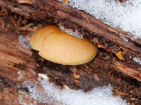 Late Fall Oysters - Sarcomyxa serotina Able to persist through the cold, snowy winter, these mushrooms had tan caps with pale yellow-tan gills. The caps ranged in size from 5-7 cm wide, and they were fan-shaped with incurved margins. The gills were attached and were descending the stems.

Habitat: There were numerous, in various states of decay, on the bottom edge of a rotting log in a mixed, swampy, snowy forest. Geotagged,Late oyster,Sarcomyxa serotina,United States,Winter