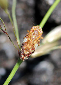 Meadow Froghopper - Philaenus spumarius Appearance is very variable - approximately 20 different color patterns for the body are known. Usually they are yellowish, brownish, or black, with darker or lighter patches of markings.

Habitat: meadow Geotagged,Meadow froghopper,Philaenus spumarius,Spring,United States