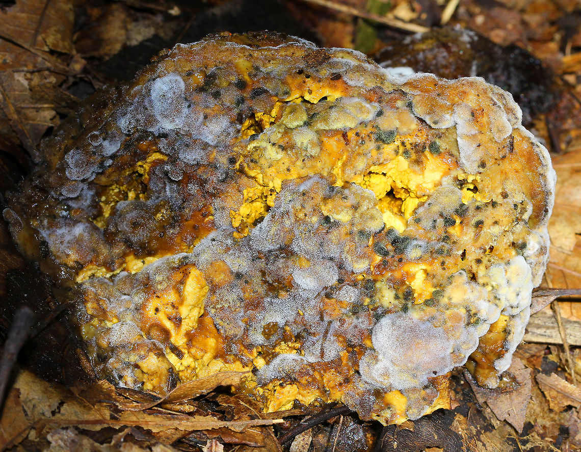 Moldy Bolete - Boletaceae I thought this moldy mushroom was really gorgeous! All I could determine was that the mushroom had pores and yellow flesh. I have no idea what the ID is of the mushroom or the mold. The cap was about 9 cm in diameter.<br />
<br />
Habitat: Rotting on the ground in a deciduous forest. There were lots of oak and birch trees in the area. Boletaceae,Geotagged,Summer,United States,bolete,mold,moldy bolete