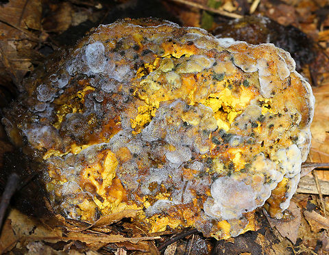 Moldy Bolete - Boletaceae I thought this moldy mushroom was really gorgeous! All I could determine was that the mushroom had pores and yellow flesh. I have no idea what the ID is of the mushroom or the mold.  The cap was about 9 cm in diameter.
Habitat: Rotting on the ground in a deciduous forest. There were lots of oak and birch trees in the area. Boletaceae,Geotagged,Summer,United States,bolete,mold,moldy bolete