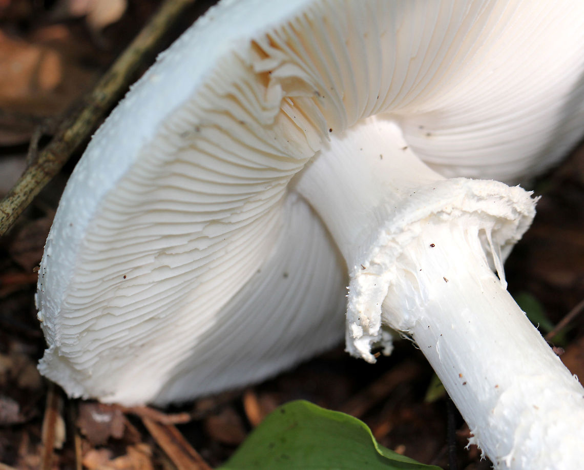 False Coker's Lepidella - Amanita subcokeri This large, white mushroom closely resembles Amanita cokeri, but has some key differences. It was very large (15 cm tall), white, and had both large and small warts on the cap. Pinkish-brown staining on the bulb and peeling scales right above the bulb. White gills. Shaggy stem and a double ring.<br />
<br />
Amanita expert, Rod Tulloss, has provisionally named Amanita subcokeri as a similar species to Amanita cokeri.<br />
<br />
<figure class="photo"><a href="https://www.jungledragon.com/image/64798/false_cokers_lepidella_-_amanita_subcokeri.html" title="False Coker&#039;s Lepidella - Amanita subcokeri"><img src="https://s3.amazonaws.com/media.jungledragon.com/images/3232/64798_thumb.jpg?AWSAccessKeyId=05GMT0V3GWVNE7GGM1R2&Expires=1759968010&Signature=Git5%2FPve3QOxOFhDtJkb%2BAf7WFg%3D" width="116" height="152" alt="False Coker&#039;s Lepidella - Amanita subcokeri This large, white mushroom closely resembles Amanita cokeri, but has some key differences. It was very large (15 cm tall), white, and had both large and small warts on the cap. Pinkish-brown staining on the bulb and peeling scales right above the bulb. White gills. Shaggy stem and a double ring.<br />
<br />
 Amanita expert, Rod Tulloss, has provisionally named Amanita subcokeri as a similar species to Amanita cokeri. <br />
https://www.jungledragon.com/image/72140/false_cokers_lepidella_-_amanita_subcokeri.html<br />
 Amanita subcokeri,False Coker&#039;s Lepidella,Geotagged,Summer,United States,amanita,fungus,mushroom" /></a></figure> Amanita subcokeri,False Coker's Lepidella,Geotagged,Summer,United States