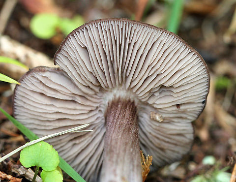 Violet Entoloma - Entoloma violaceum Brown mushroom with a dry, soft cap. Stem was white/brown, and gills were cream colored. It was growing right next to some tiny Armillaria mushrooms.

https://www.jungledragon.com/image/56831/violet_entoloma.html Entoloma violaceum,Geotagged,Summer,United States,Violet Pinkgill