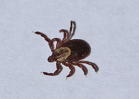 American Dog Tick (Female) - Dermacentor variabilis Female American Dog Ticks are reddish-brown and have a white or yellowish pattern on their scutum.

Habitat: My cat found this tick crawling across my livingroom floor. I'm guessing it hitchhiked on me or my kids since we had been hiking earlier that day. Thankfully it wasn't smart enough to feed on us while it had the chance.

Notes: Dog ticks are frequently found in areas with little or no tree cover, such as in fields and along trails. They feed on a variety of hosts, including mice, raccoons, cats, dogs, deer, and humans. The nymphs and adults can transmit diseases, such as Rocky Mountain Spotted Fever and Tularemia, but they are not competent vectors of Lyme Disease. They can survive for up to 2 years at any given stage if no host is found. American dog tick,Dermacentor variabilis,Geotagged,Spring,United States,tick