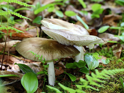 Platterful Mushrooms - Megacollybia rodmani Large mushroom with 3 inch caps that were olive-tan in color. White stem and gills.

Habitat: Growing on rotting wood in a mostly deciduous forest. Geotagged,Megacollybia rodmani,Megacollybia rodmanii,Platterful Mushroom,Summer,United States