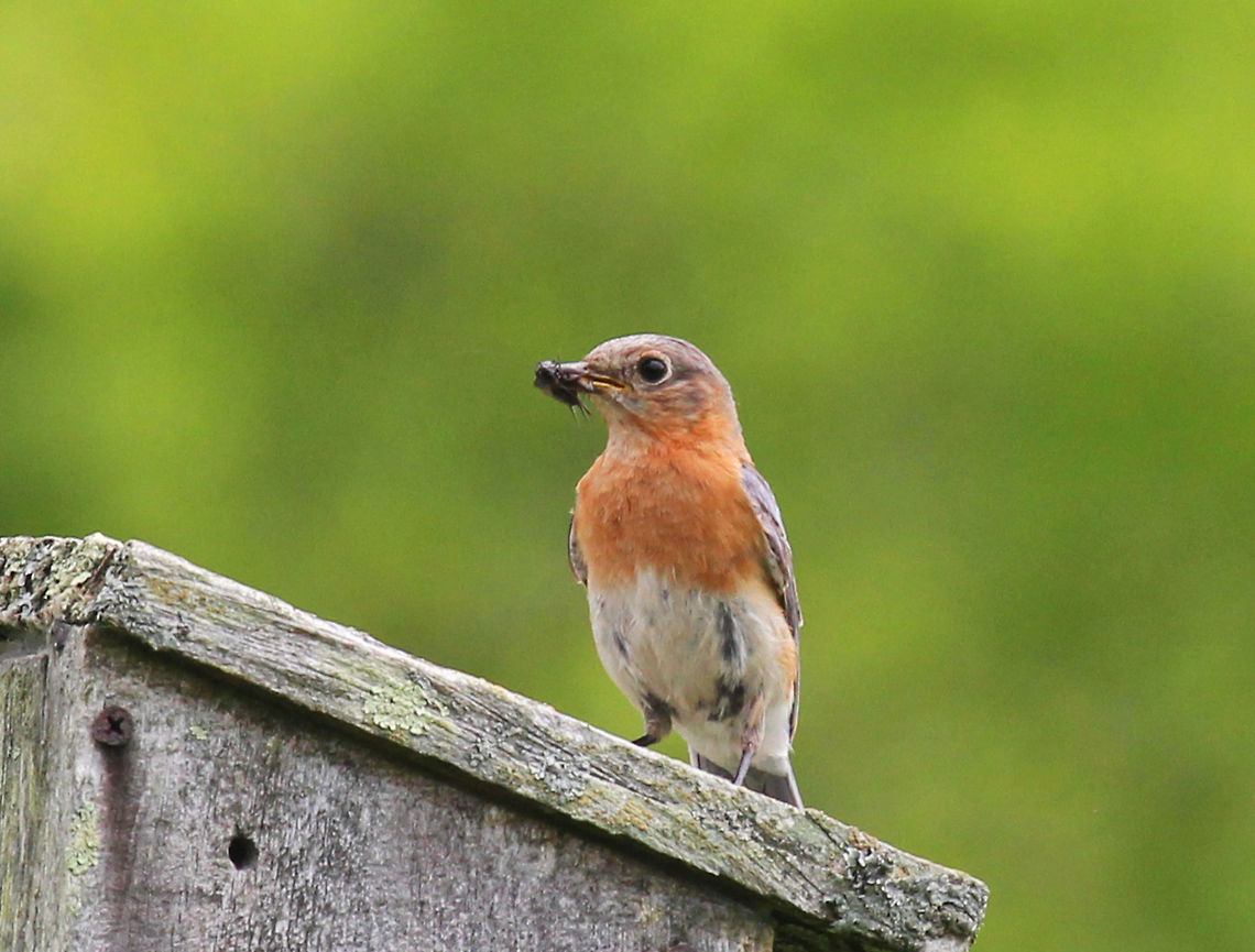 Eastern Bluebird - Sialia sialis Small, plump thrush with grayish blue colors above and an orange-brown breast. I think that this one was female because it didn't have the vivid, blue hues that males have.<br />
<br />
Habitat: Spotted in a meadow beside a large pond.<br />
<br />
Notes: About two-thirds of a bluebird's diet consists of insects and other invertebrates. I think that the bird in this spotting had caught a cricket, and it was heading back to its nest inside the nesting box. Both parents cooperate in raising the young, which they feed a diet of insects. Eastern Bluebird,Geotagged,Sialia sialis,Spring,United States,bird,bluebird