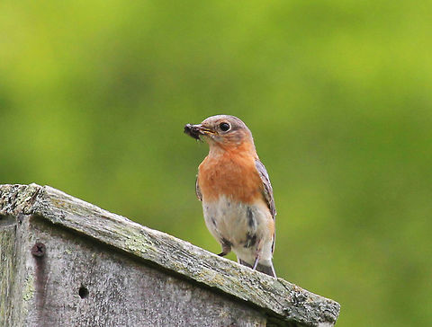 Eastern Bluebird - Sialia sialis Small, plump thrush with grayish blue colors above and an orange-brown breast. I think that this one was female because it didn't have the vivid, blue hues that males have.

Habitat: Spotted in a meadow beside a large pond.

Notes: About two-thirds of a bluebird's diet consists of insects and other invertebrates. I think that the bird in this spotting had caught a cricket, and it was heading back to its nest inside the nesting box. Both parents cooperate in raising the young, which they feed a diet of insects. Eastern Bluebird,Geotagged,Sialia sialis,Spring,United States,bird,bluebird