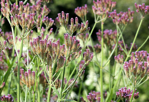 Brazilian Vervain - Verbena brasiliensis A perennial herb with tall, erect stems. Flowers are on terminal, loosely arranged spikes, which are arranged in triads.

This is an invasive plant that may threaten native plants species by displacing them.
https://www.jungledragon.com/image/58568/brazilian_vervain.html Brazilian verbena,Geotagged,Summer,United States,Verbena brasiliensis