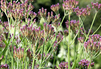 Brazilian Vervain - Verbena brasiliensis A perennial herb with tall, erect stems. Flowers are on terminal, loosely arranged spikes, which are arranged in triads.<br />
<br />
This is an invasive plant that may threaten native plants species by displacing them.<br />
https://www.jungledragon.com/image/58568/brazilian_vervain.html Brazilian verbena,Geotagged,Summer,United States,Verbena brasiliensis
