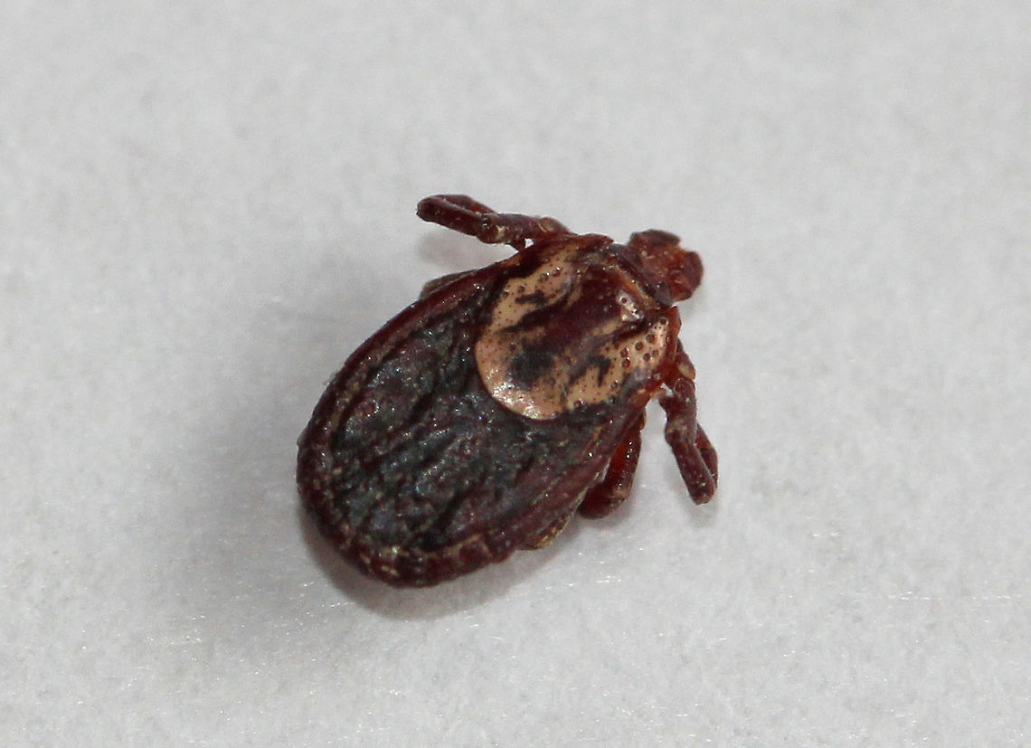 American Dog Tick (Female) - Dermacentor variabilis Female American Dog Ticks are reddish-brown and have a white or yellowish pattern on their scutum.<br />
<br />
Habitat: This tick hitched a ride on my son while we were hiking through a meadow. American dog tick,Dermacentor variabilis,Geotagged,Spring,United States