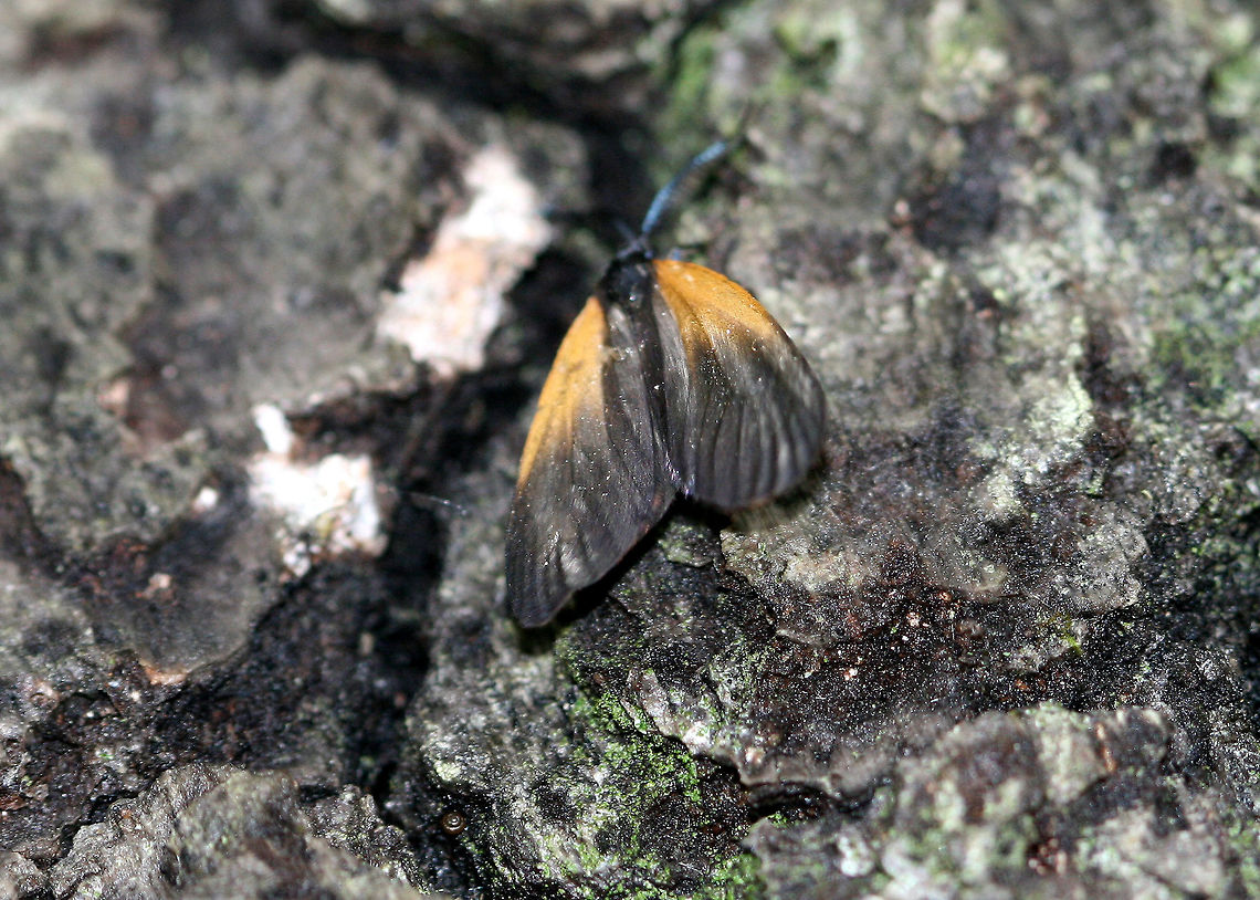Orange-patched Smoky Moth - Pyromorpha dimidiata  Geotagged,Orange-Patched Smoky Moth,Pyromorpha dimidiata,Spring,United States,moth