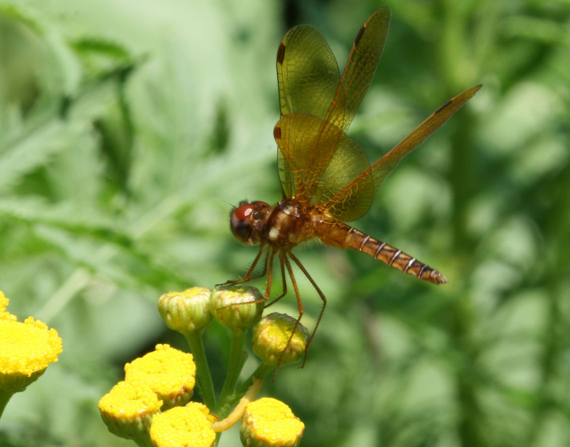 Eastern Amberwing - Perithemis tenera Habitat: Rural backyard Eastern Amberwing,Geotagged,Perithemis tenera,Summer,United States,dragonfly