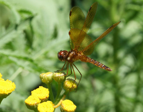 Eastern Amberwing - Perithemis tenera Habitat: Rural backyard Eastern Amberwing,Geotagged,Perithemis tenera,Summer,United States,dragonfly