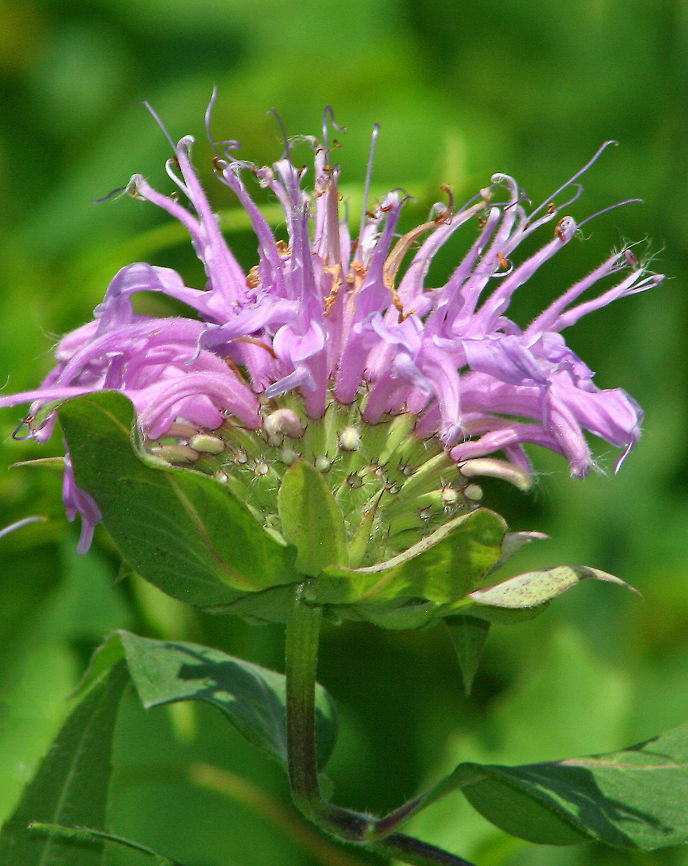 Wild Bergamot - Monarda fistulosa Clusters of lavender, pink or white flowers, looking like ragged pompoms, bloom atop open-branched stems.<br />
<br />
Habitat: meadow Geotagged,Monarda fistulosa,Summer,United States,Wild bergamot