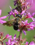 Sculptured Resin Bee - Megachile sculpturalis Large bee with a black head and abdomen. The thorax was covered with dense yellowish-brown hairs. Wings are dark, but transparent. Overall size was about 3 cm long.<br />
<br />
Habitat: meadow<br />
https://www.jungledragon.com/image/58634/sculptured_resin_bee.html<br />
Geotagged,Giant resin bee,Megachile sculpturalis,Summer,United States
